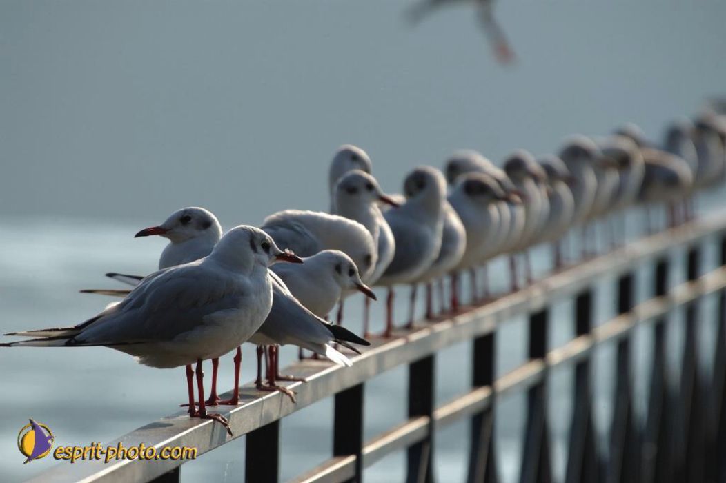 Nom de l'image : EP08-0398_(c)Norbert-JUNG — Description :